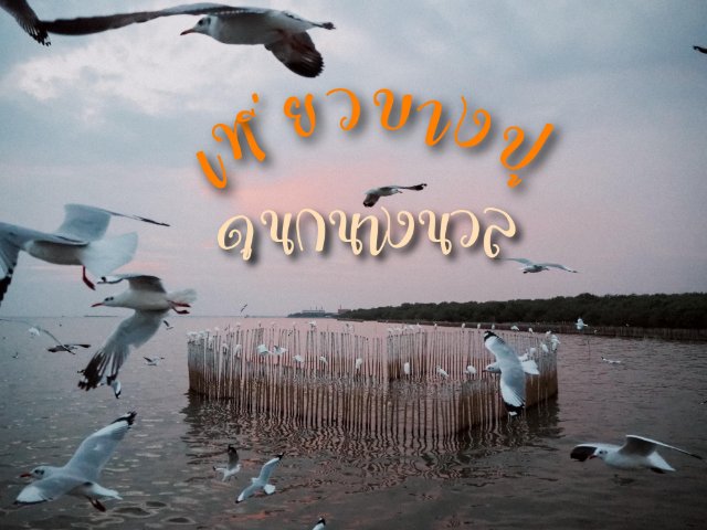 เที่ยวบางปู ดูนกนางนวล