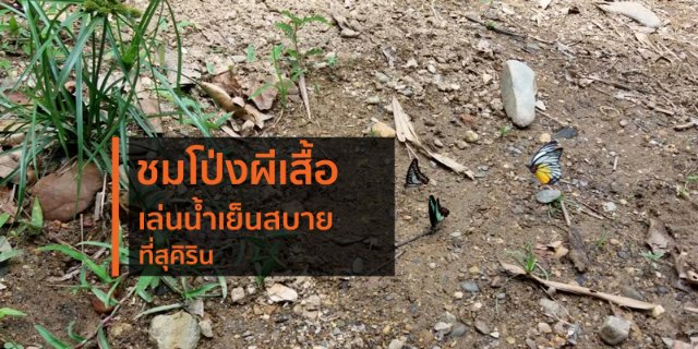 ชมโป่งผีเสื้อ เล่นน้ำเย็นสบาย ที่สุคิริน