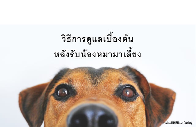 วิธีการดูแลเบื้องต้นหลังรับน้องหมามาเลี้ยง