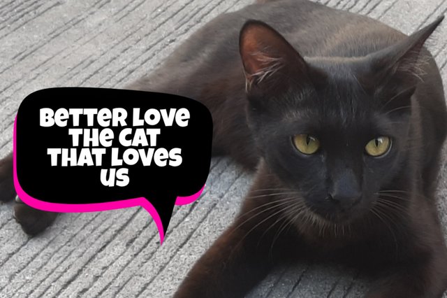 BETTER LOVE THE CAT THAT LOVES US