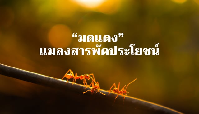 “มดแดง” แมลงสารพัดประโยชน์