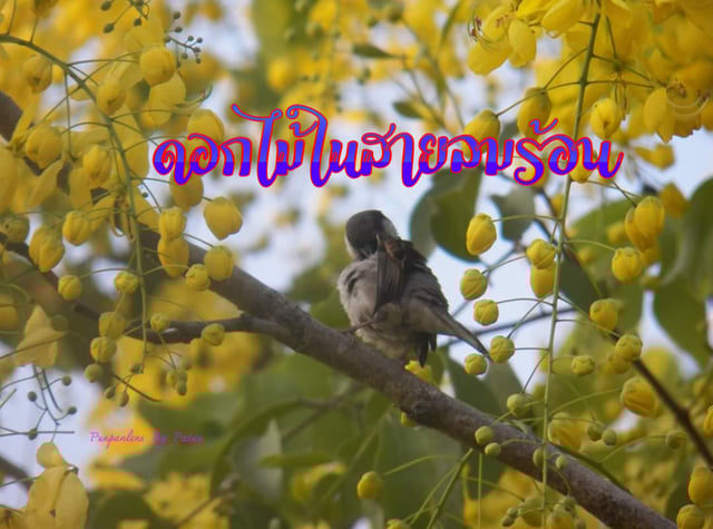 ดอกไม้ในสายลมร้อน