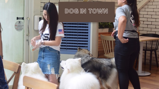 คาเฟ่ dog in town