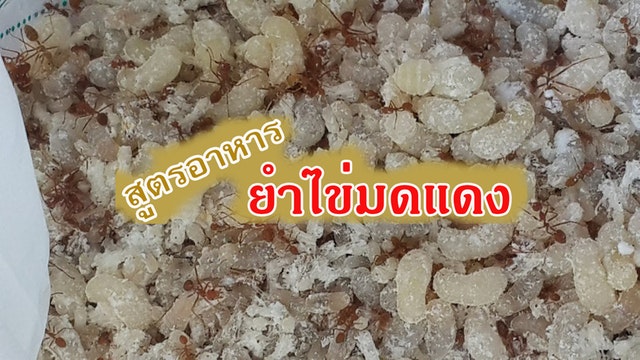 สูตรอาหาร >> ยำไข่มดแดง