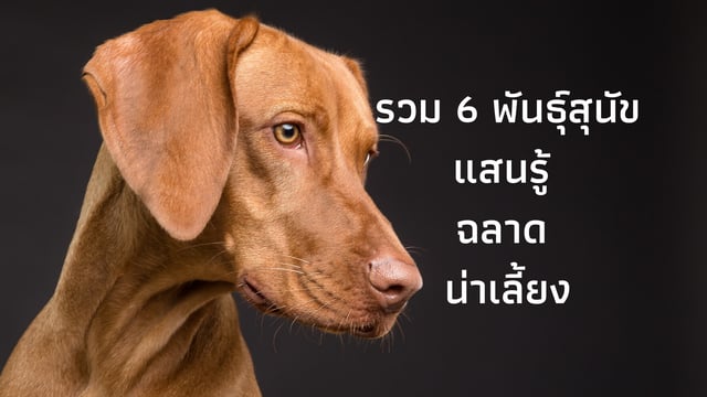 รวม 6 พันธุ์สุนัขแสนรู้ ฉลาด น่าเลี้ยง