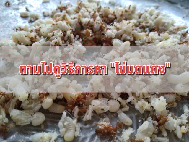 ตามไปดูวิธีการหา "ไข่มดแดง"