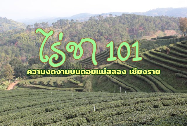 "ไร่ชา 101" ความงดงามบนดอยแม่สลอง เชียงราย