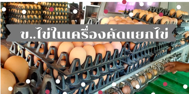 ข..ไข่ในเครื่องคัดแยกไข่
