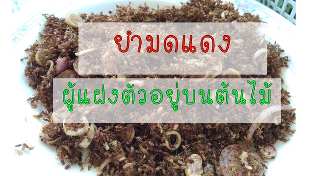 ยำมดแดง ผู้แฝงตัวอยู่บนต้นไม้