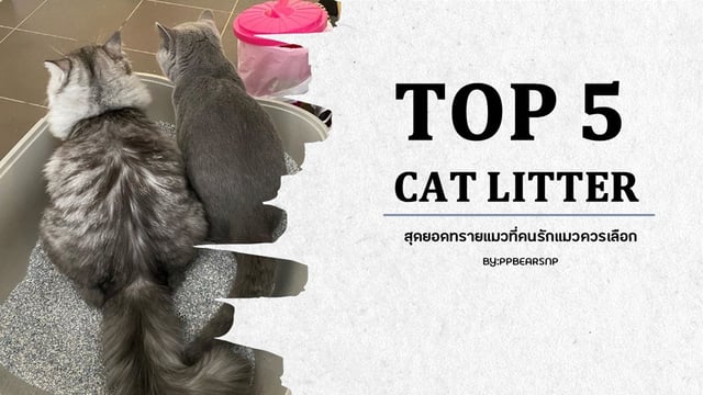 𝐓𝐎𝐏 𝟓 𝐂𝐀𝐓 𝐋𝐈𝐓𝐓𝐄𝐑 "สุดยอดทรายแมวที่ควรมี"