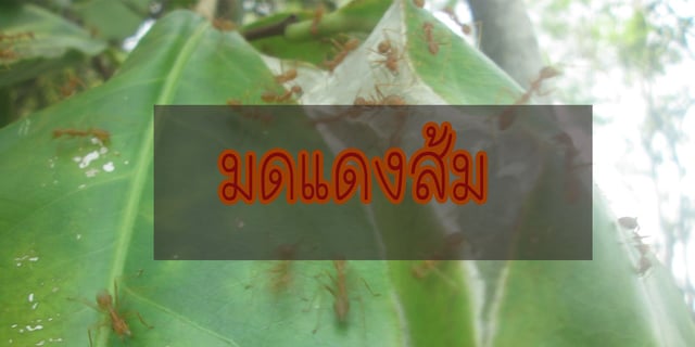 มดแดงส้ม