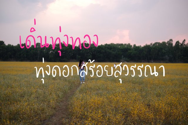 เดิ่นทุ่งทอง-ทุ่งดอกสร้อยสุวรรณา