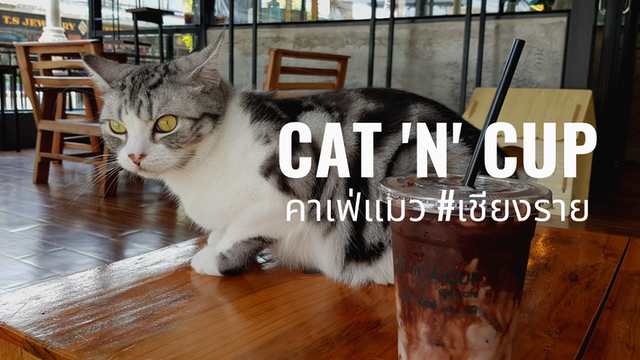 "CAT ‘n’ A CUP Cat Cafe’" ดื่มกาแฟ แหย่น้องแมว #เชียงราย