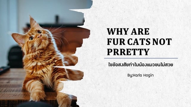 WHY ARE FUR CATS NOT PRRETTY ไขข้อสงสัยทำไมน้องแมวขนไม่สวย