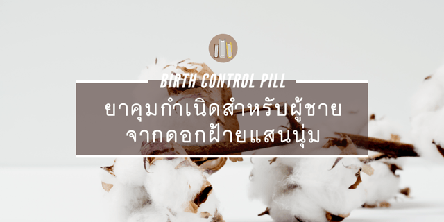 ยาคุมกำเนิดสำหรับผู้ชาย จากดอกฝ้ายแสนนุ่ม