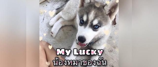 My Lucky น้องหมาของฉัน