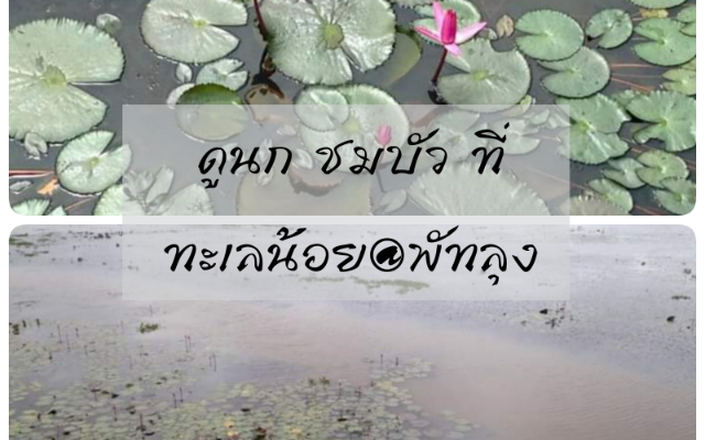 ดูนก ชมบัวที่ ทะเลน้อย @พัทลุง