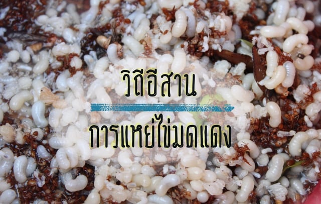 วิถีอีสาน : การแหย่ไข่มดแดง