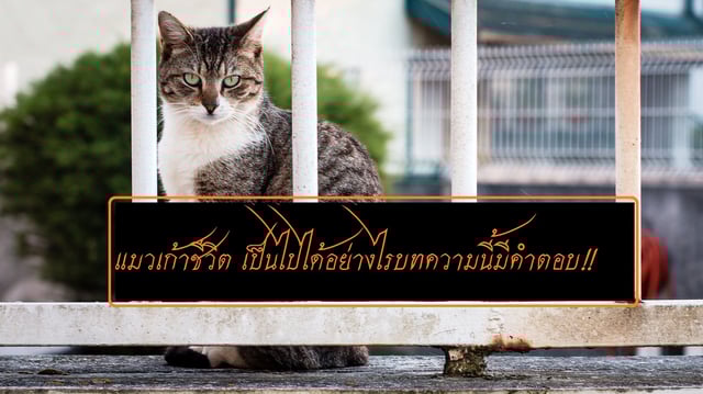แมวเก้าชีวิต เป็นไปได้อย่างไรบทความนี้มีคำตอบ!!