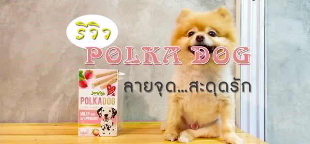 รีวิว POLKA DOG ลายจุด...สะดุดรัก