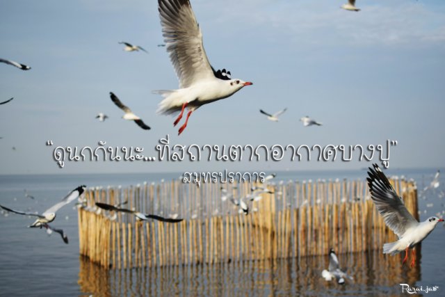 “ดูนกกันนะ...ที่สถานตากอากาศบางปู” สมุทรปราการ