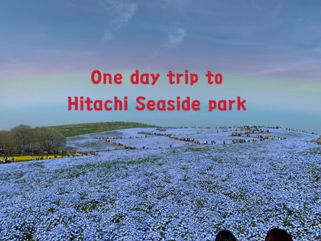 hitachi seaside park day trip