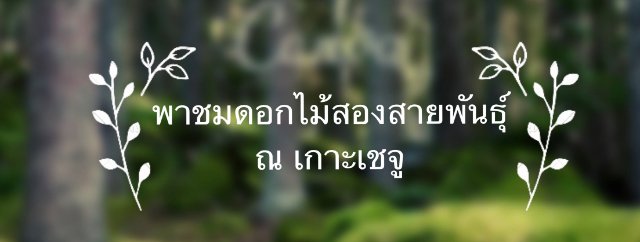 พาชมดอกไม้สองสายพันธุ์ ณ เกาะเชจู
