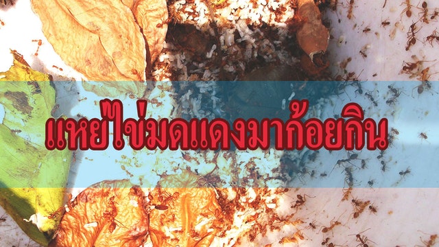 แหย่ไข่มดแดงมาก้อยกิน