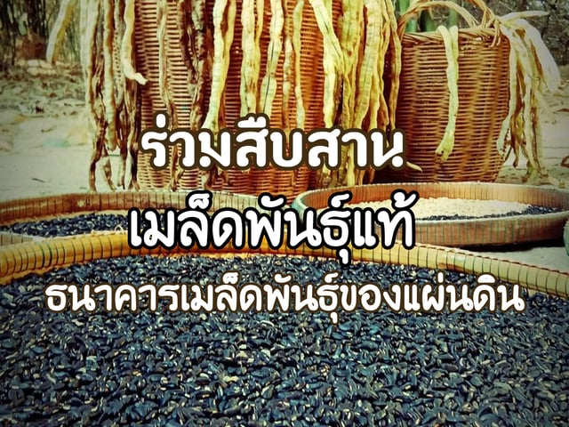 ร่วมสืบสานเมล็ดพันธุ์แท้ จากธนาคารเมล็ดพันธุ์ของแผ่นดิน
