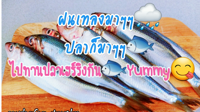 ฝนมาปลาก็มา ไปทานปลาเฮร์ริ่งกัน