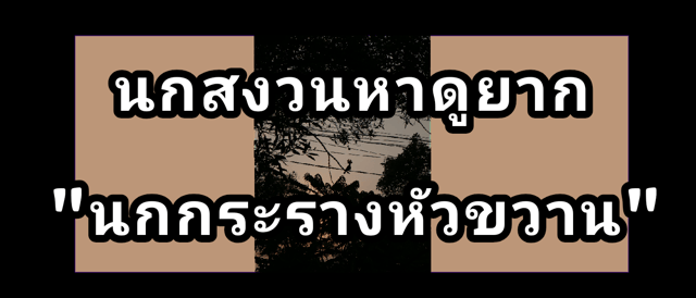 นกสงวนหาดูยาก "นกกระรางหัวขวาน"