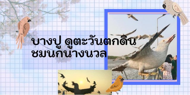 บางปู ดูตะวันตกดิน ชมนกนางนวล