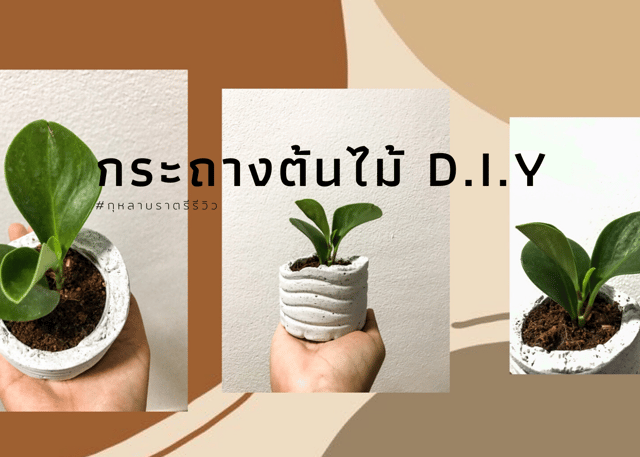 กระถาง D.I.Y Style กุหลาบราตรี