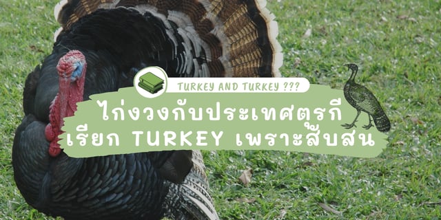 ผลการค้นหา “ไก่งวง” - ทรูไอดี