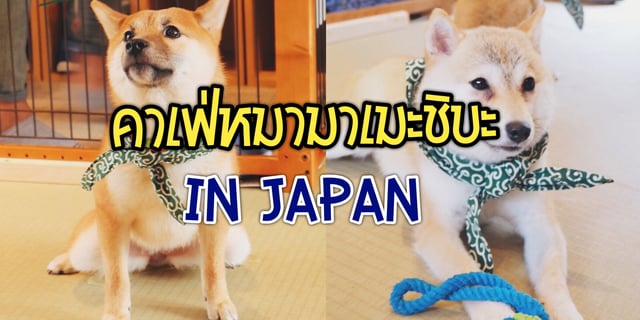 คาเฟ่หมามาเมะชิบะ in Japan