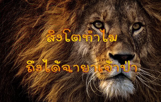 ทำไมสิงโตถึงได้ฉายาเจ้าป่า?