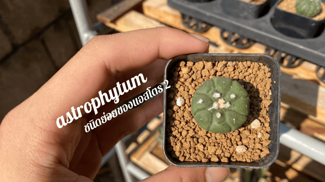 cactus did you know | astrophytum asterias ekubo & kikko
