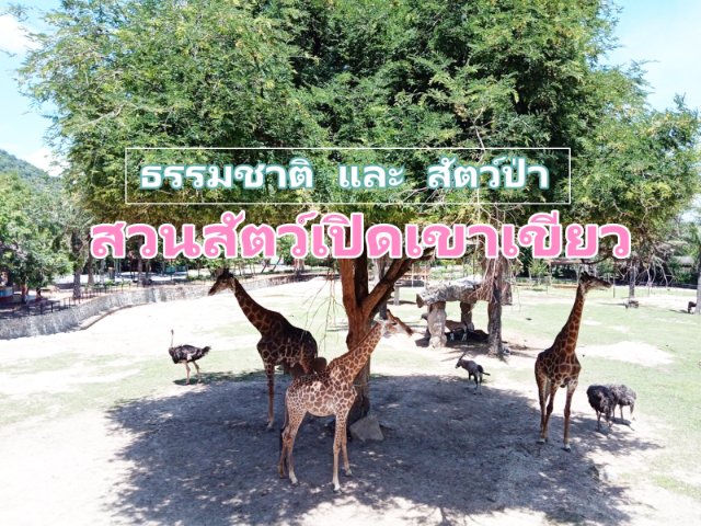 รีวิว :: ธรรมชาติและสัตว์ป่า "สวนสัตว์เปิดเขาเขียว"