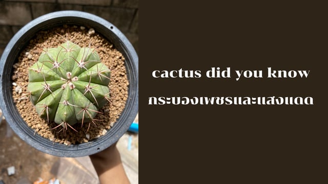 cactus did you know | กระบองเพชรและแสงแดด
