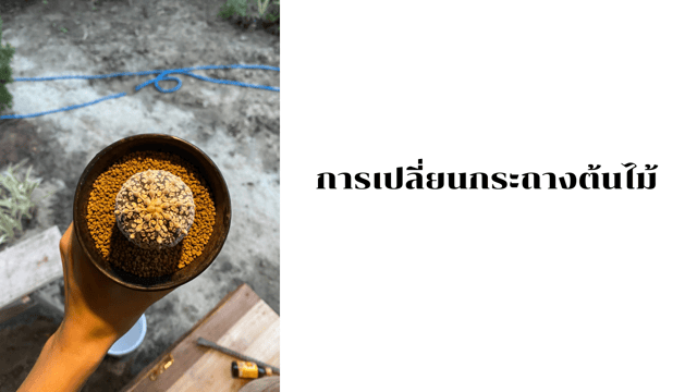 cactus did you know | การเปลี่ยนกระถางต้นไม้
