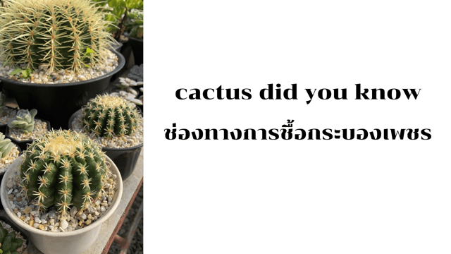 cactus did you know | ช่องทางการชื้อกระบองเพชร
