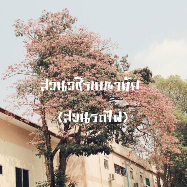 My Image 19