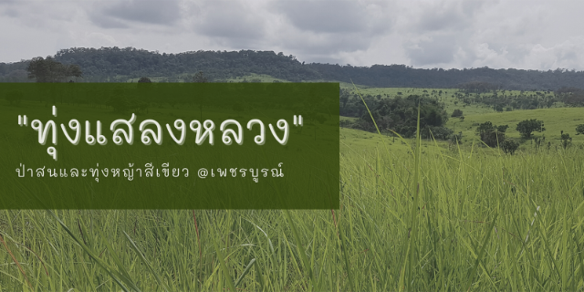 "ทุ่งแสลงหลวง"  ป่าสนและทุ่งหญ้าสีเขียว @เพชรบูรณ์