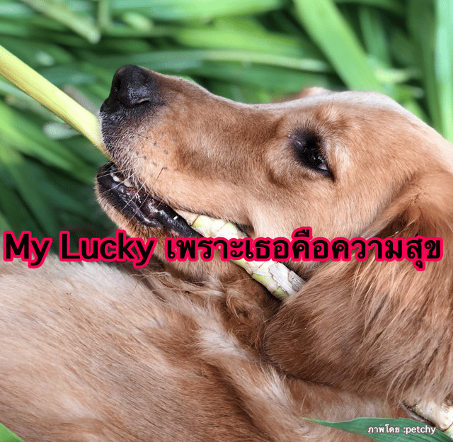 My Lucky เพราะเธอคือความสุข