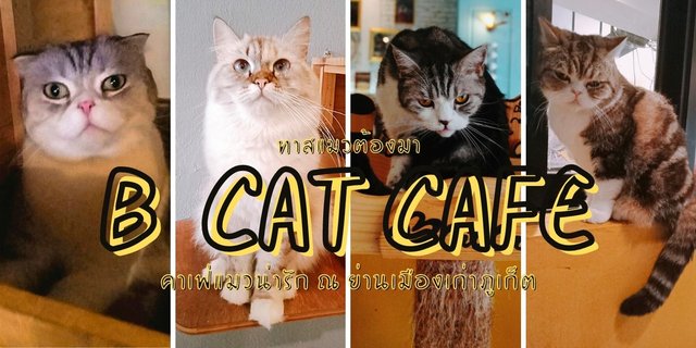 ทาสแมวต้องมา B Cat Cafe คาเฟ่แมวน่ารัก ณ ย่านเมืองเก่าภูเก็ต