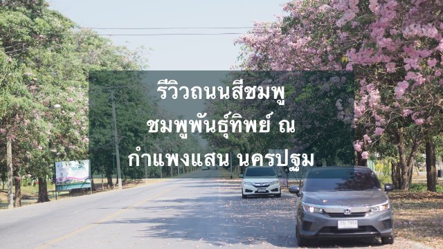รีวิวถนนสีชมพู ณ ชมพูพันธุ์ทิพย์ กำแพงแสน นครปฐม