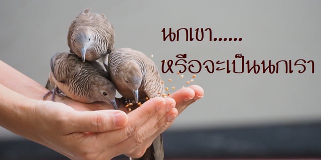 นกเขา…หรือจะเป็นนกเรา ?