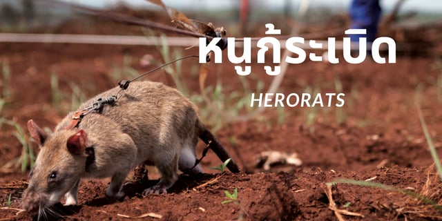 Hero rats หนูนักกู้ระเบิด