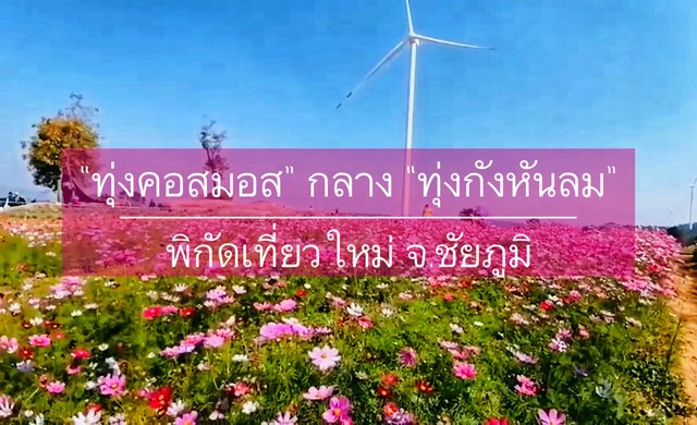 “ทุ่งคอสมอส” กลาง "ทุ่งกังหันลม" พิกัดเที่ยวใหม่ จ.ชัยภูมิ