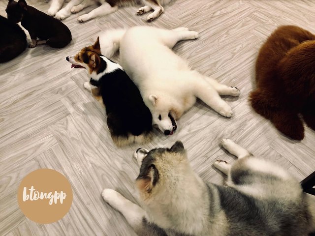 "Dog In Town Ari" คาเฟ่น้องหมาย่านอารีย์ Dog lover ต้องห้ามพลาด